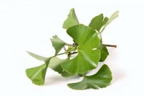 ginko biloba za povečanje penisa